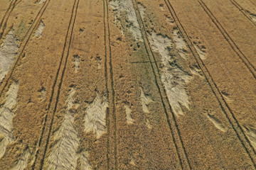 Aerial drone perspective on damaged wheat field after wind storm, rural landscape