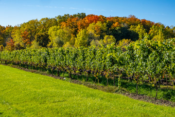 Fototapeta na wymiar Row of Cabernet Franc Vines Loaded with Ripen Grapes Against Colorful Fall Foliage and Blue Sky in Niagara Wine Region