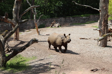 Hipopótamo no zoológico, lindo e enorme SEM EDIÇÃO