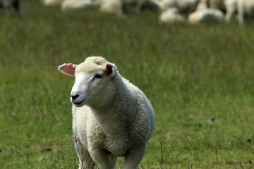 Naklejka na ściany i meble Schaf auf einer Weide in Neuseeland