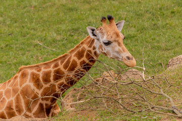 Obraz premium a giraffe grazing in a green meadow