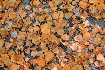 autumn yellow leaf maple fall conceptual park