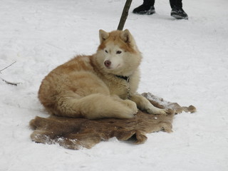 Naklejka premium red huskies on a reindeer pelt