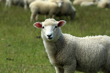 Naklejka na ściany i meble Schaf auf einer Weide in Neuseeland