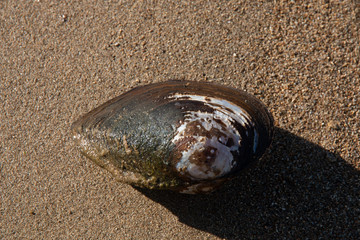 Cozza di acqua dolce