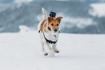 Happy fox terrier running wildly in the snow. Fun with a dog in the mountains. Hiking with a dog.