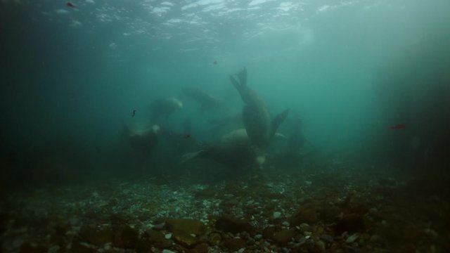 Sea lion mammal animal underwater in muddy water of Sea of Okhotsk. Group of Seals underwater of Sea of Okhotsk. Family seals of wild nature. Concept of pinniped animals underwater.