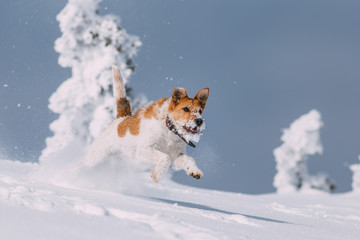 Happy fox terrier running wildly in the snow. Fun with a dog in the mountains. Hiking with a dog.