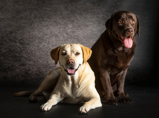 Labrador retriever dog male and female