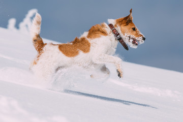 Happy fox terrier running wildly in the snow. Fun with a dog in the mountains. Hiking with a dog.