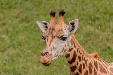 a giraffe grazing in a green meadow