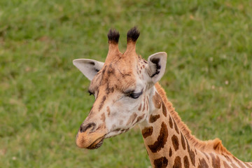 a giraffe grazing in a green meadow