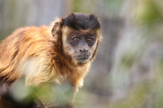Tufted capuchin monkey