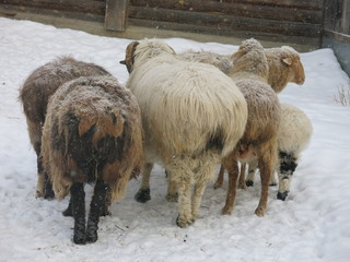 sheep in winter