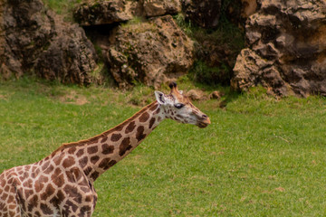a giraffe grazing in a green meadow