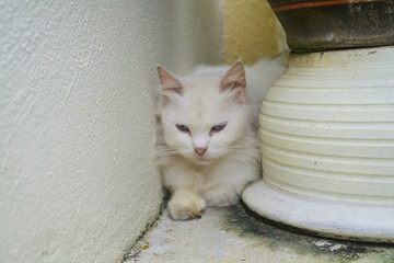 White Cat Resting On The Ground