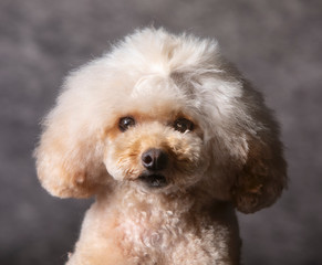 Cream medium poodle dog