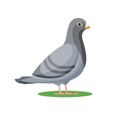 Pigeon bird. vector illustration