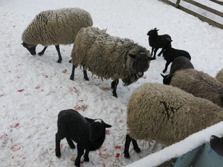 sheep in winter