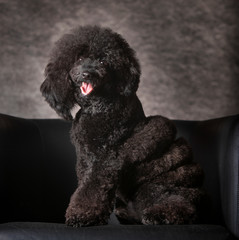 Black Poodle dog