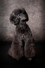 Black giant Poodle dog