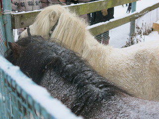 ponies in winter