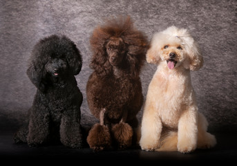 Three Poodle dog