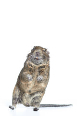 rodent degu isolated on white background. Studio shot, close-up.