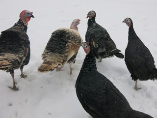 turkeys in winter