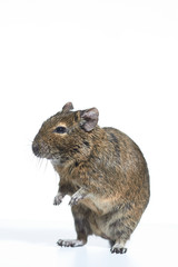 rodent degu isolated on white background. Studio shot, close-up.
