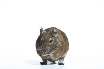 rodent degu isolated on white background. Studio shot, close-up.