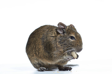 rodent degu isolated on white background. Studio shot, close-up.