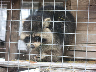 raccoon in a cage