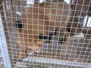 Fox in a cage