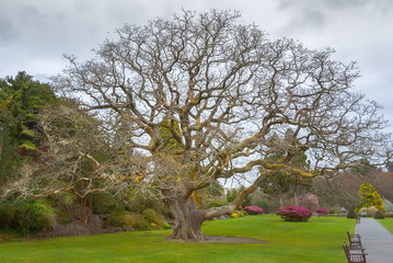 Huge oak tree in Muckross House gardens, Killarney, County Kerry, Ireland