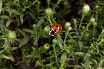 Obraz premium ladybug on flower
