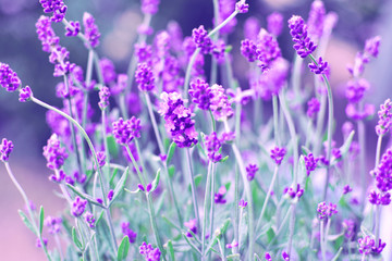 Flowering lavender (lat. Lavandula) in the field
