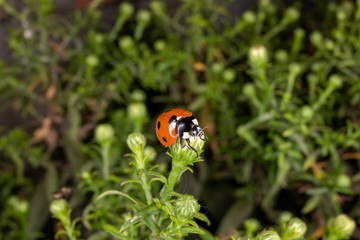 ladybug on a green leaf
