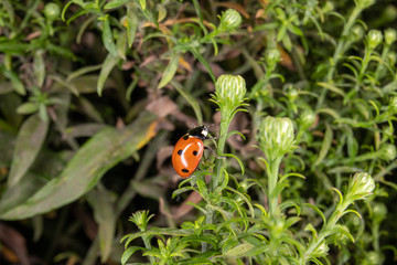 Obraz na płótnie Canvas ladybug on a flower