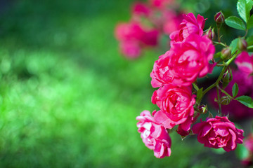 Beautiful floral background with pink roses on green bokeh background. Copy Space.