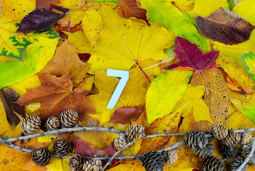 Top view on the number 7 in blue made of paper over larch cones on branches on the background of fallen autumn leaves of different shades