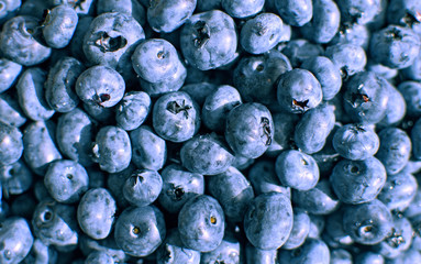 Close up photo of large garden blueberries