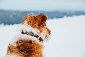Happy fox terrier running wildly in the snow. Fun with a dog in the mountains. Hiking with a dog.