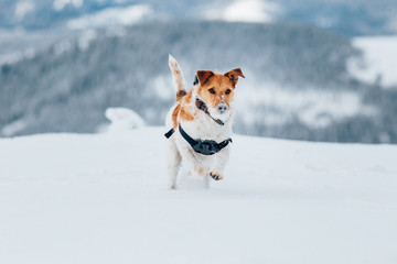 Happy fox terrier running wildly in the snow. Fun with a dog in the mountains. Hiking with a dog.