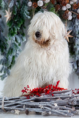 Russian shepherd dog in studio on christmas time