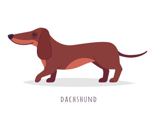 Vector funny dachshund, cute puppy, pet drawing cartoon illustration. Flat style dachshund isolated on white background