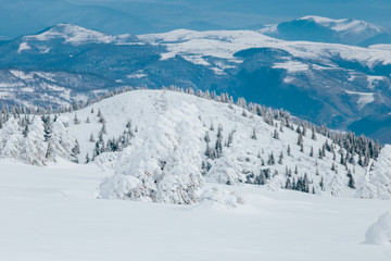 Fototapeta na wymiar Scenic winter landscape with snowy fir trees. Winter postcard.