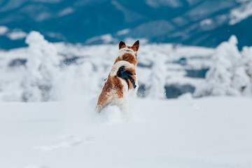 Happy fox terrier running wildly in the snow. Fun with a dog in the mountains. Hiking with a dog.