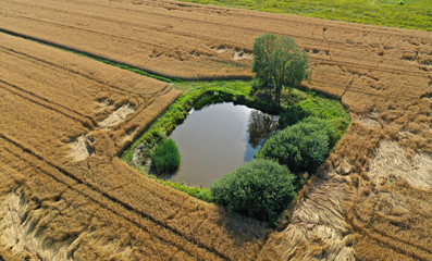 Aerial drone view on green like oasis duck pond with tree and bushes surrounded by damaged wheat fields, hidden from people.