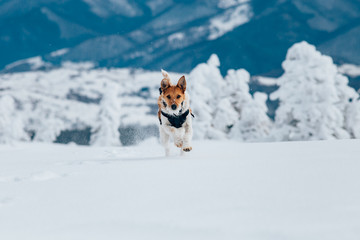 Happy fox terrier running wildly in the snow. Fun with a dog in the mountains. Hiking with a dog.
